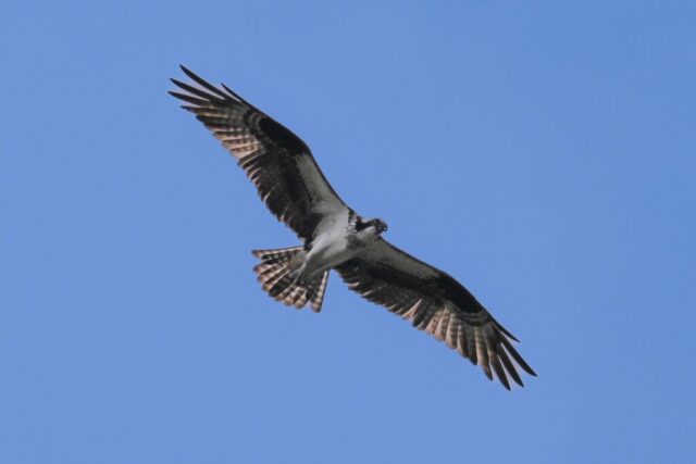 Jonathan Plesset Photography0289